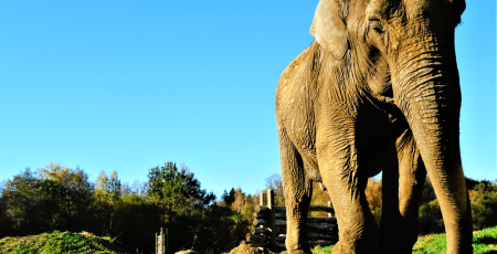 Elephant_Haven.png