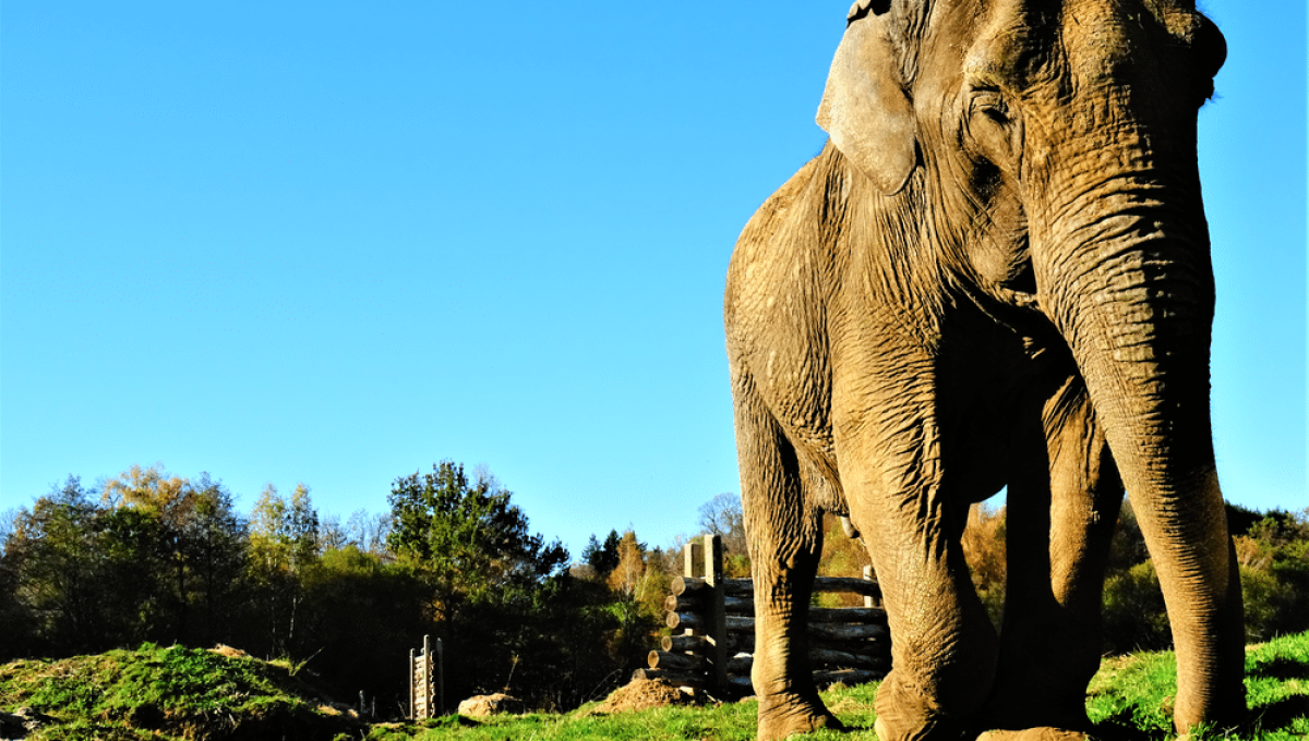 Elephant_Haven.png