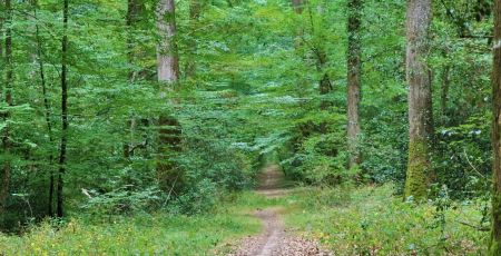 Livre : Retrouver notre lien avec le vivant avec L’Enquête Sauvage