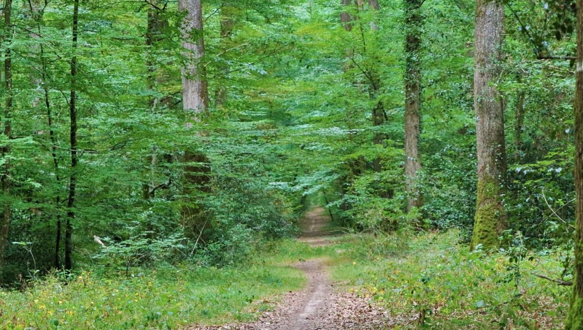 Livre : Retrouver notre lien avec le vivant avec L’Enquête Sauvage
