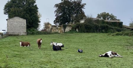 des chevaux allongés dans un pré