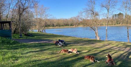Chiens de traîneau anthony harel