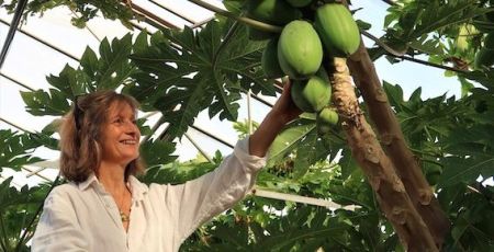 Fruits exotiques dans le Var - Dominique Bardin