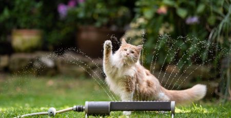 Chat : tous les contenus sur les chats
