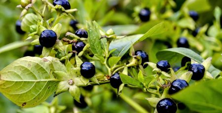 plantes toxiques