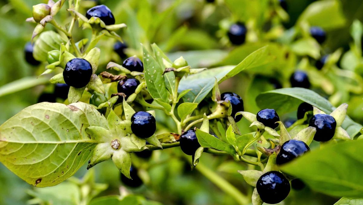 plantes toxiques