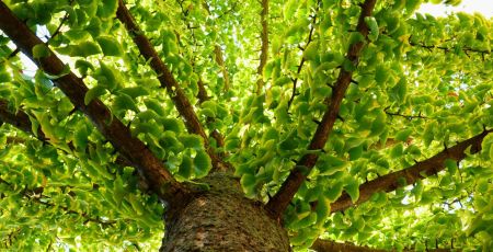 ginkgo