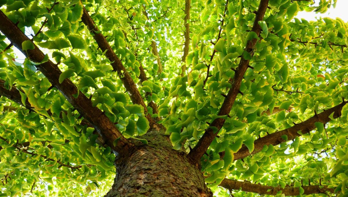 ginkgo
