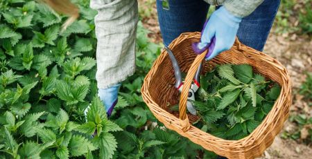 L’herboriste AirZen : récoltez et conservez vos plantes médicinales