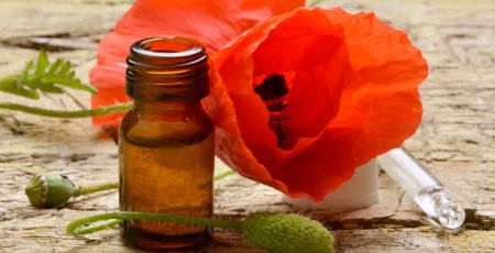 Un coquelicot et son huile.