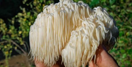 Le champignon héricium.