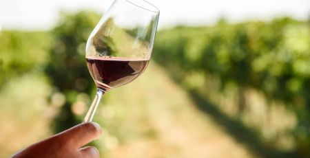 Verre de vin rouge devant une vigne