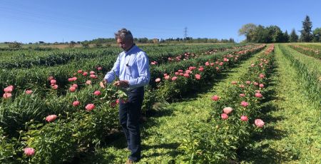 Dominique Rougeau dans son champs de pivoines à Verfeil