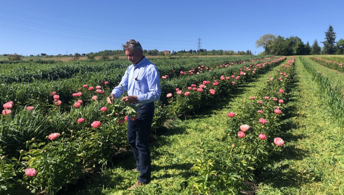 Dominique Rougeau dans son champs de pivoines à Verfeil