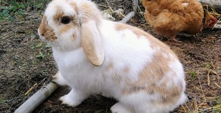 Les protégés de William offre un sanctuaire aux animaux en détresse