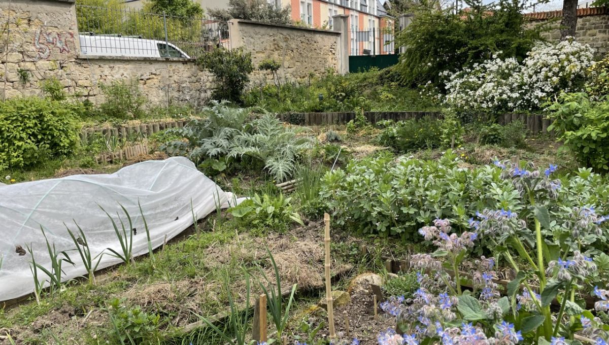 Un jardin partagé à Nanterre