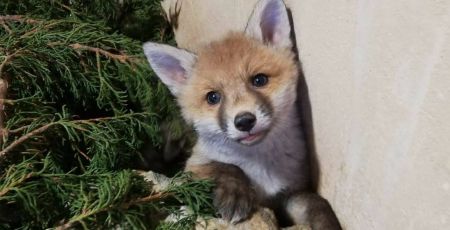 L’Hirondelle s’agrandit pour assurer la qualité des soins des animaux