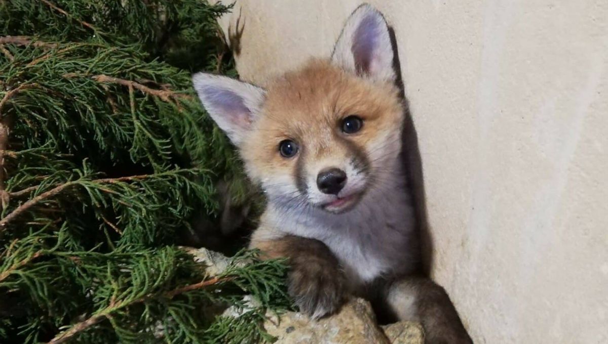 L’Hirondelle s’agrandit pour assurer la qualité des soins des animaux