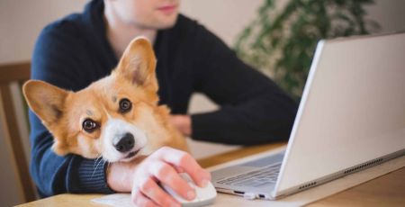 chien au travail