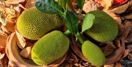 Veganuary 2023 : pour diminuer la viande, pourquoi le pas opter pour le Jaque ?