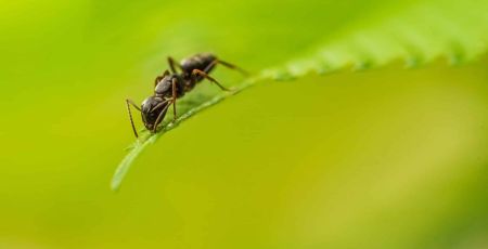 Formidables fourmis : des insectes qui savent se soigner