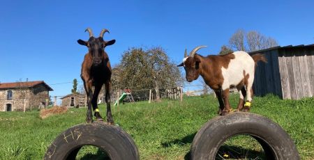 Deux Boucs de l'Autre Ferme