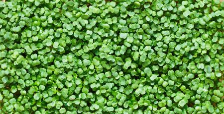 Micro-pousses vert