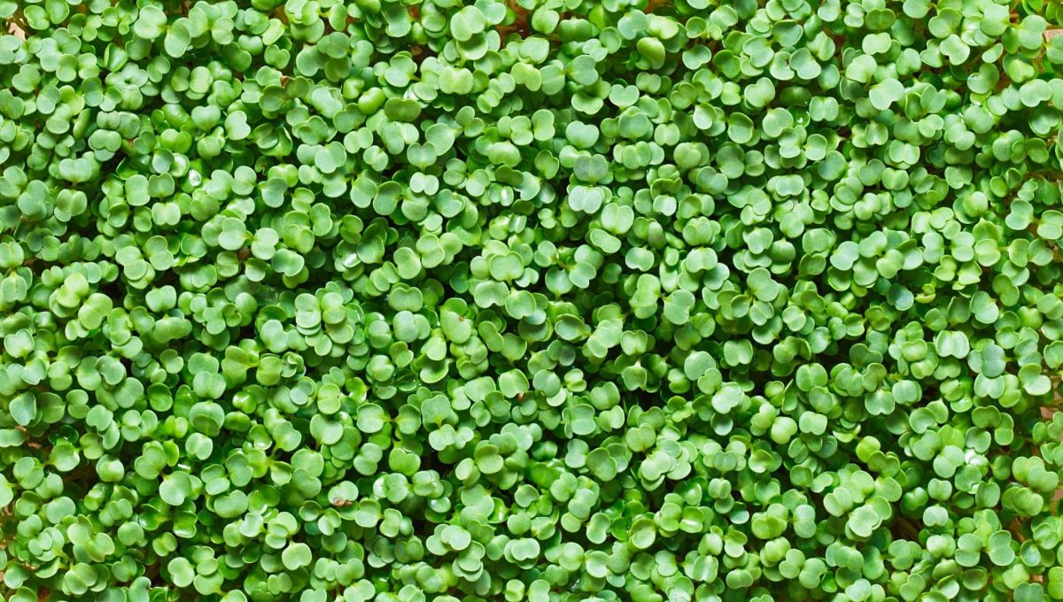 Micro-pousses vert