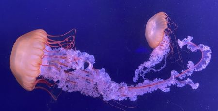 Une méduse immortelle aidera la cancérologie