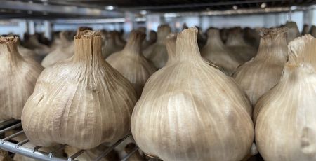 Des têtes d'ail noir produit dans le Gers, tout juste sorti du four