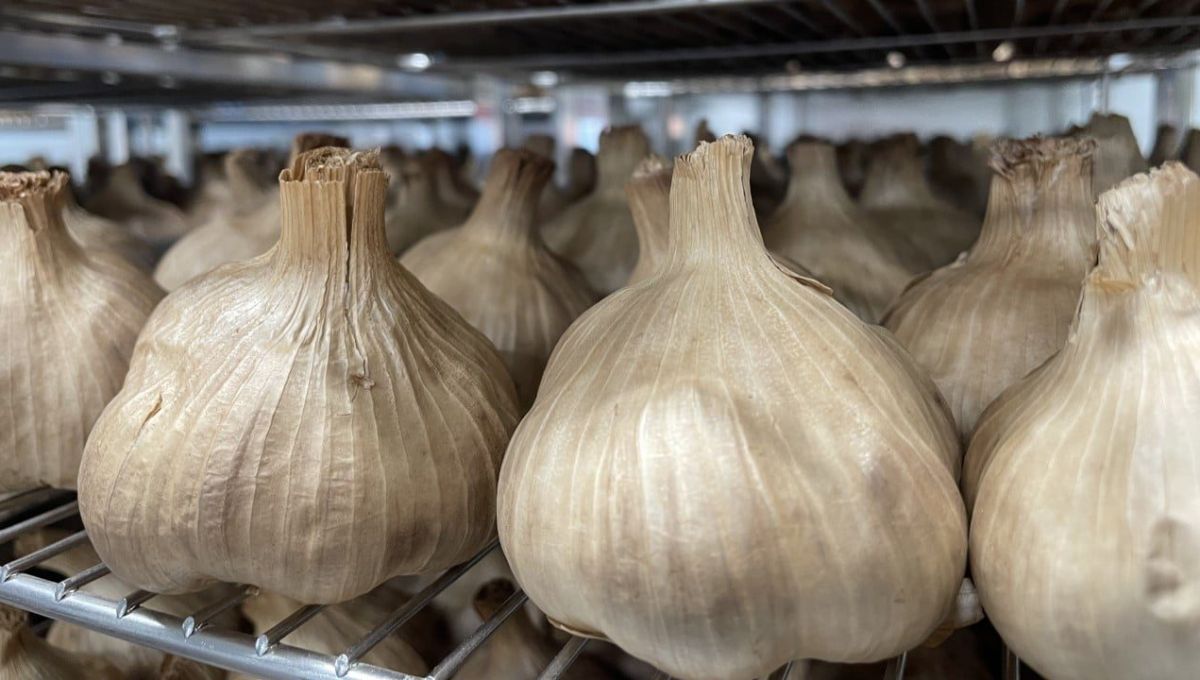 Des têtes d'ail noir produit dans le Gers, tout juste sorti du four
