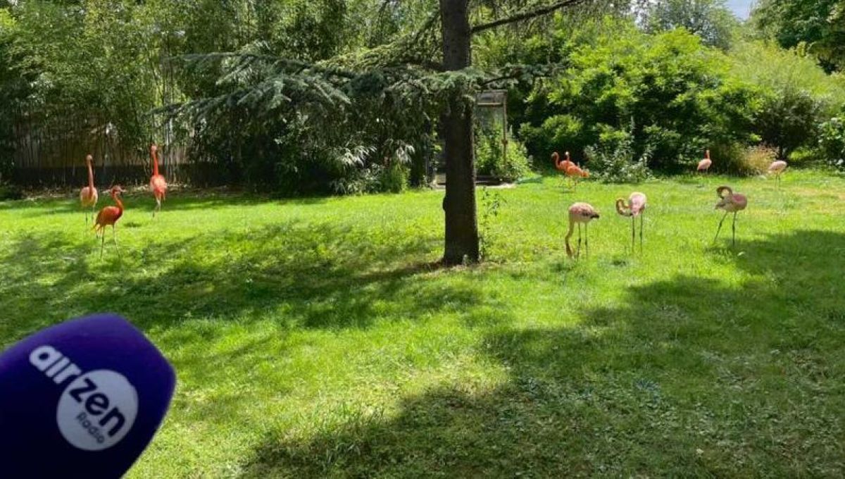 Les flamants rouges à la Ménagerie parisienne