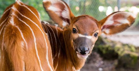 Mulhouse : naissance d'un bongo, une espèce en danger d’extinction