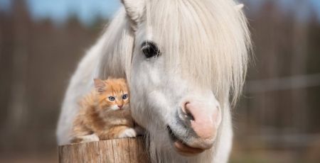 MON_PETIT_PONEY.jpeg