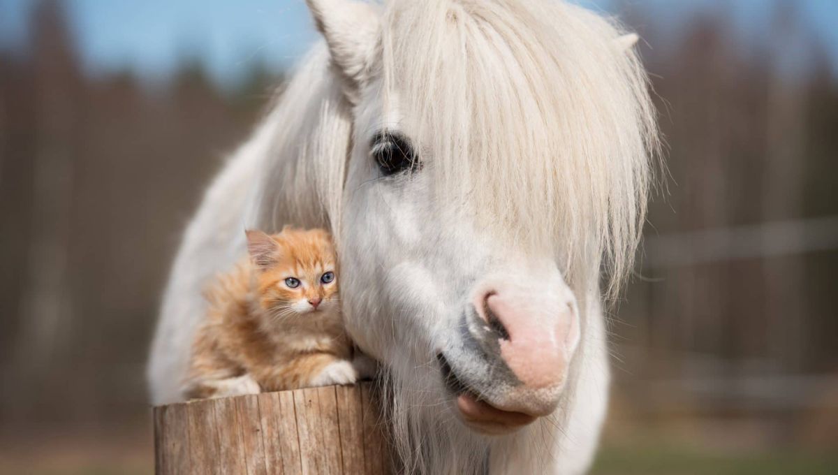 MON_PETIT_PONEY.jpeg