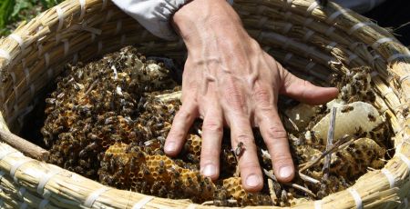 main abeilles