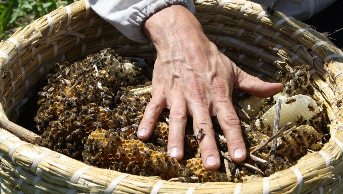 main abeilles