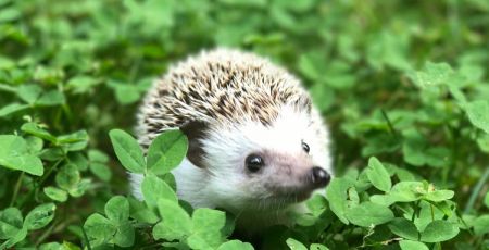 a small hedge walking through a lush green field