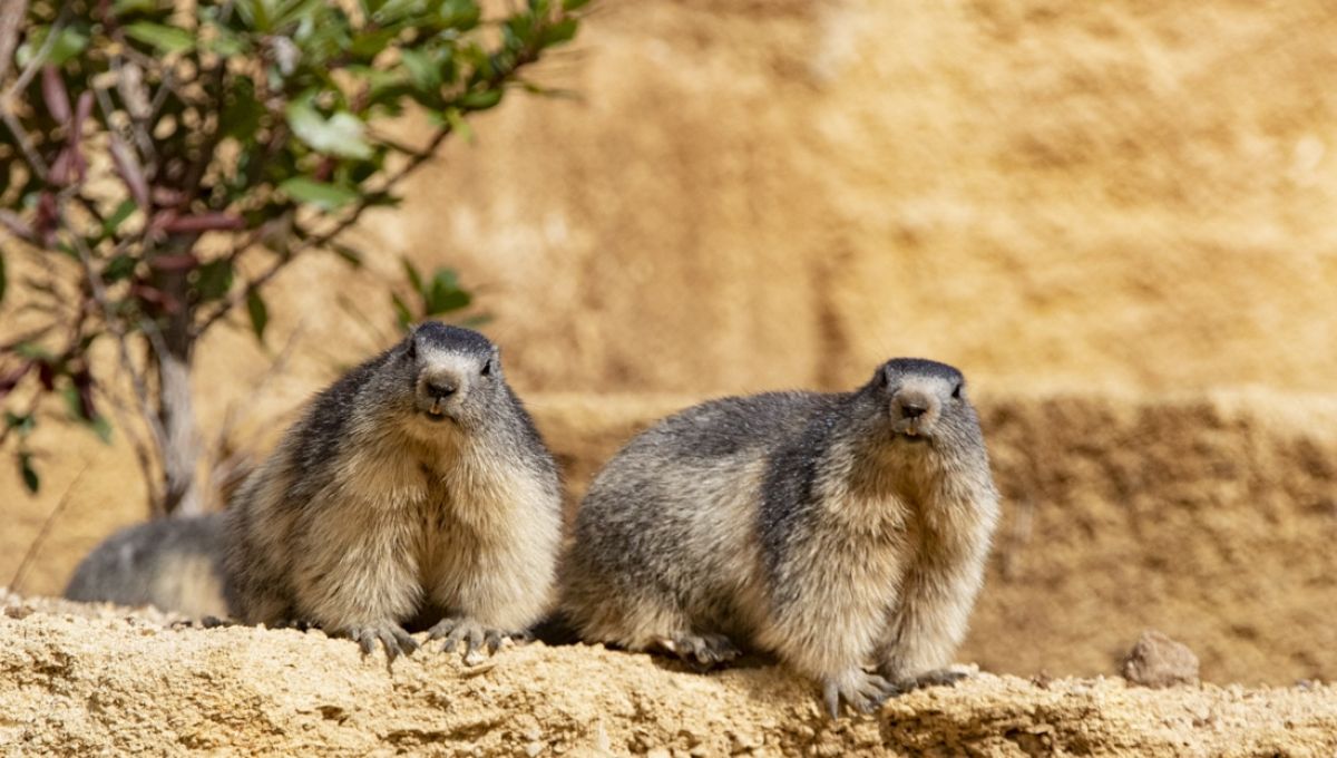 Marmotte_CreditBioparc_Chabot.jpg
