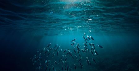 NURSERIE_POISSON.jpg