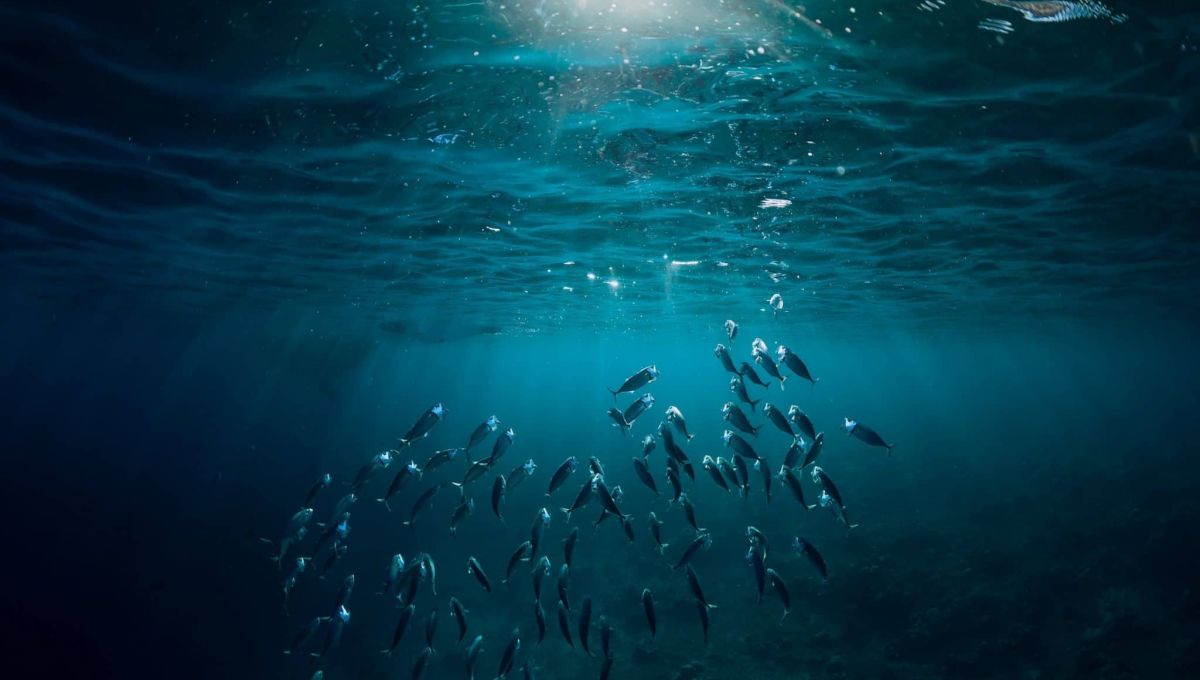 NURSERIE_POISSON.jpg