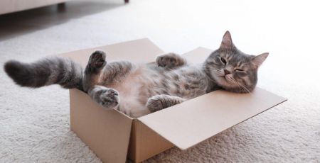 Chat dans un carton, sur le dos.