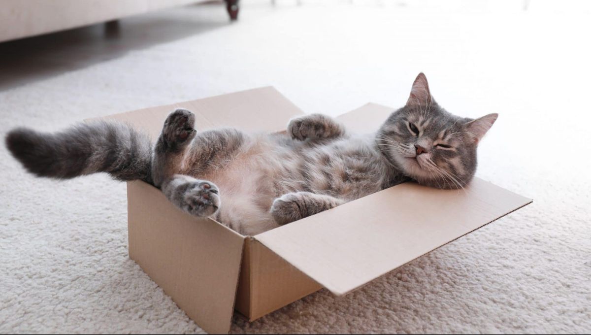 Chat dans un carton, sur le dos.
