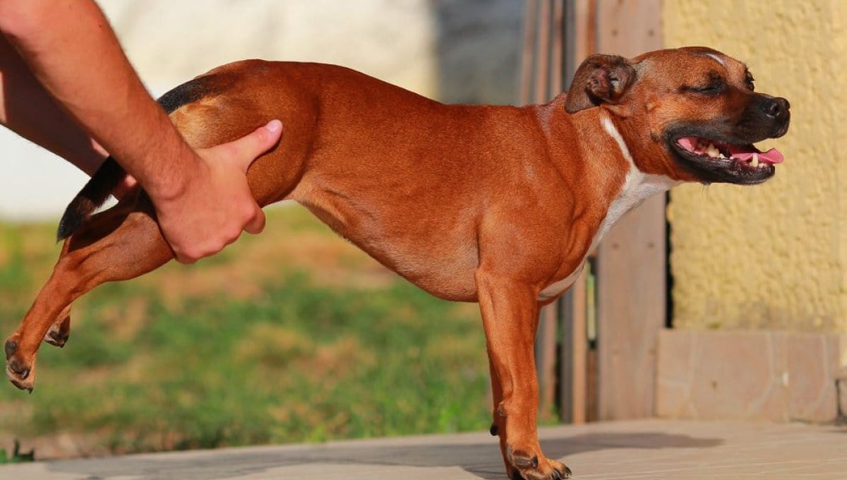 OSTEO_ANIMAUX__1_.jpeg