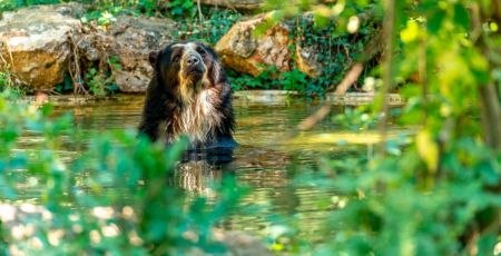Ours-lunettes-©-Bioparc-S.Gaudard-