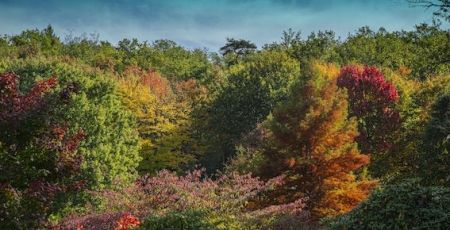 Arboretum de la Sédelle
