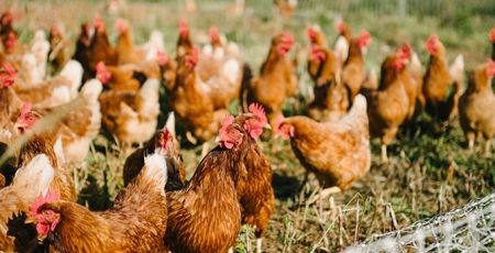 POULES_POUR_TOUS_2.jpg