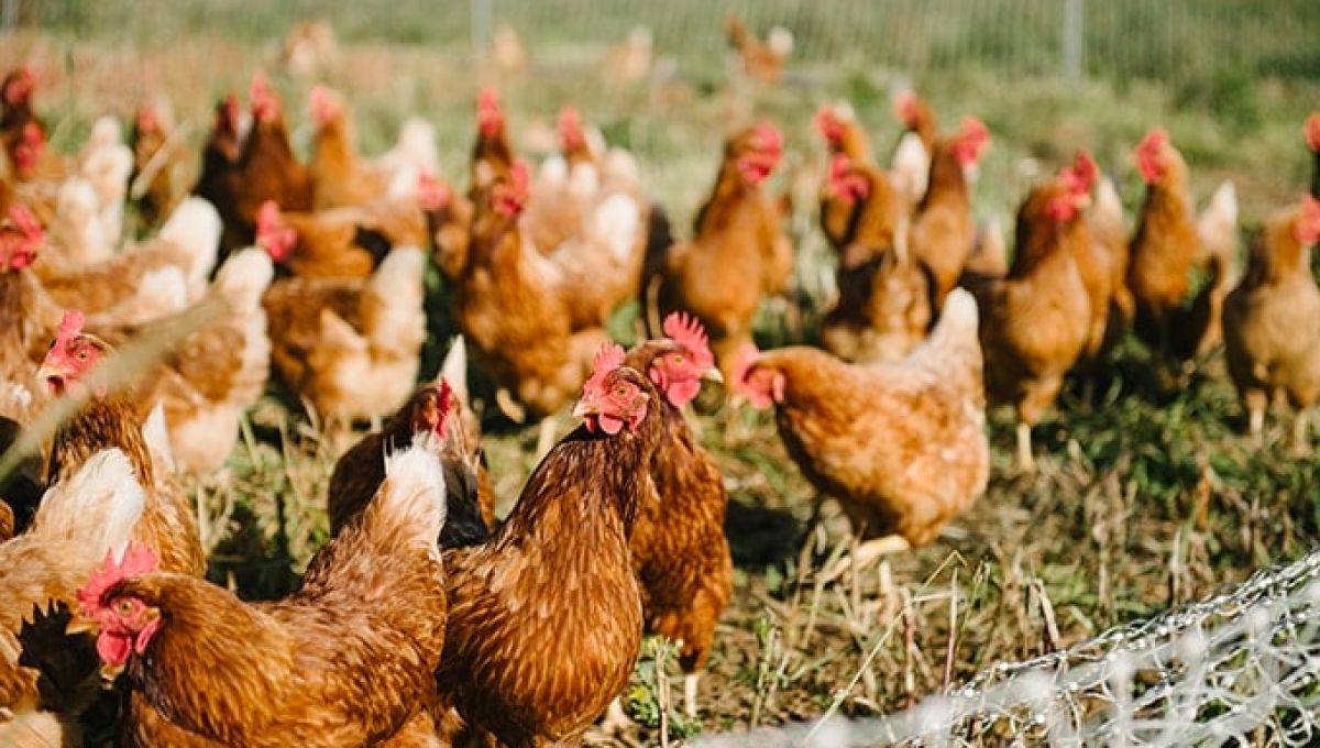 POULES_POUR_TOUS_2.jpg