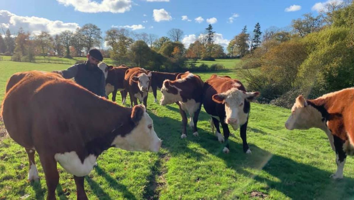 Un fermier et ses vaches