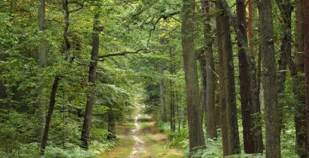Les enjeux des forets d'ile de france
